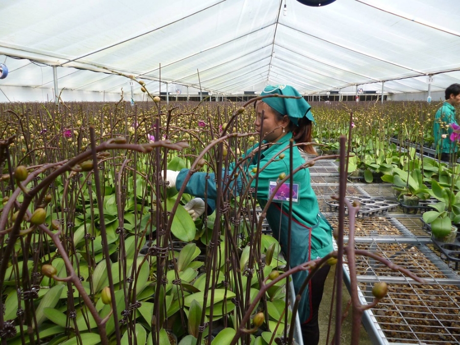 HTX đã có hệ thống nhà kính, nhà lưới hiện đại có thể chủ động sản xuất theo quy mô và phương thức công nghiệp đối với lan hồ điệp đạt chất lượng cao.