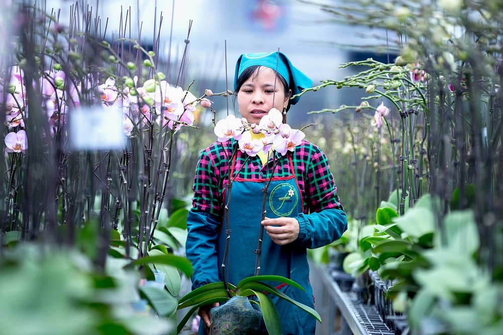 HTX Đan Hoài luôn đi đầu trong cung ứng các sản phẩm hoa lan hồ điệp chất lượng cao.