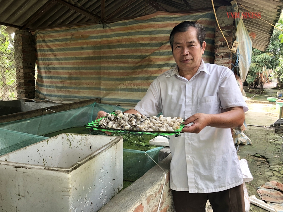 Ốc nhồi thương phẩm đang được HTX nuôi thử nghiệm mang lại giá trị kinh tế cao