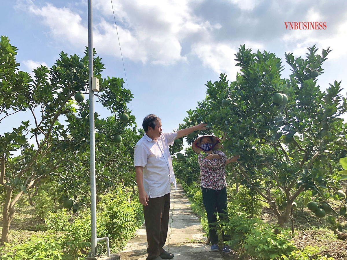 Ông Nguyễn Định Công – Giám đốc HTX nông nghiệp nông sản sạch Bình Minh thăm trang trại VAC của thành viên