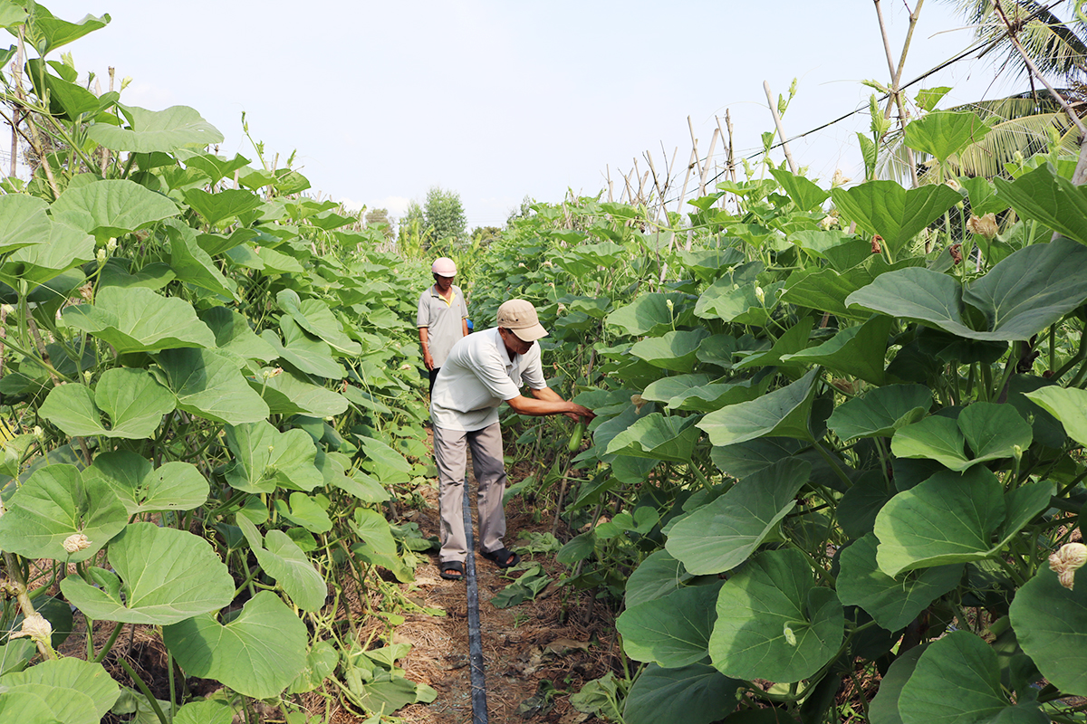 Khu sản xuất của HTX được trang bị hệ thống tưới tự động, tiết kiệm nước (Ảnh TL).