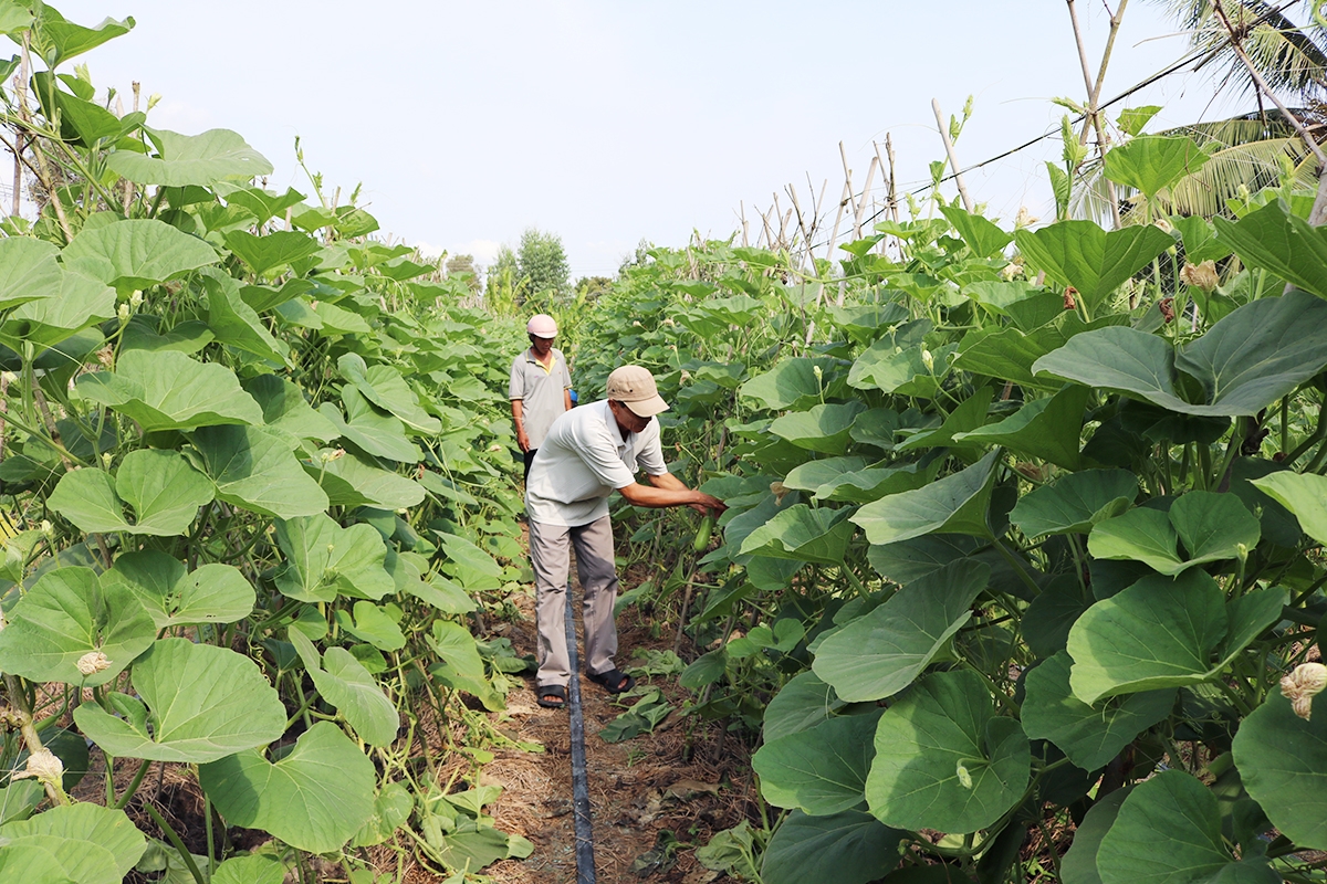 Khu sản xuất của HTX được trang bị hệ thống tưới tự động, tiết kiệm nước (Ảnh TL).