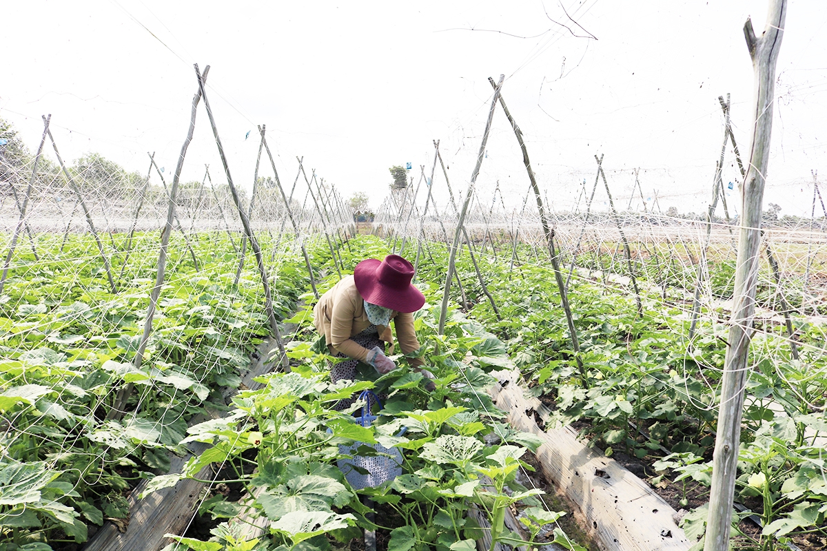 HTX vẫn cần thêm các nguồn hỗ trợ để tạo đà bứt phá trong các năm tới (Ảnh TL).
