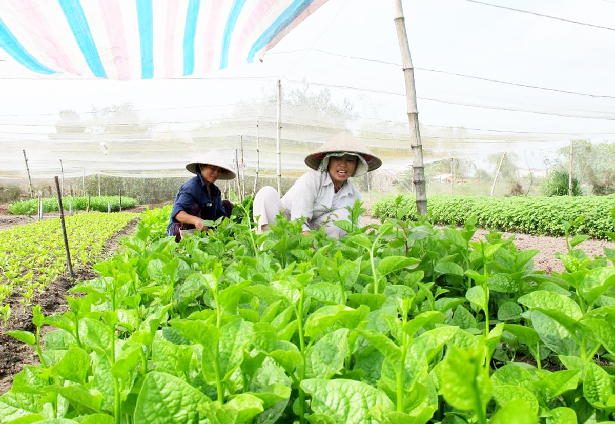 Trung Ngãi sẽ tiếp tục phát triển mô hình nông nghiệp theo hướng hiện đại (Ảnh TL).