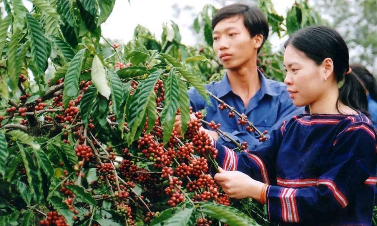 Đồng bào Ê đê ở Đắk Lắk phát triển kinh tế bền vững (Bài 1): Buôn làng đổi thay từ chuyển đổi cây trồng