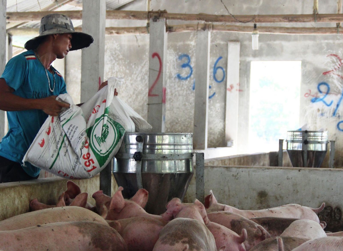 Cần chủ động nguồn nguyên liệu trong nước để kéo giảm giá thức ăn chăn nuôi.