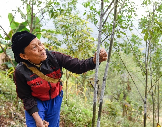 Nghề nuôi kiến cánh đỏ giúp người dân thu nhập từ 10 - 13 triệu đồng/sào/năm (Ảnh: QT)