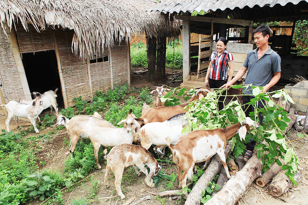 Các mô hình kinh tế hợp tác được huyện Lộc Ninh chú trọng