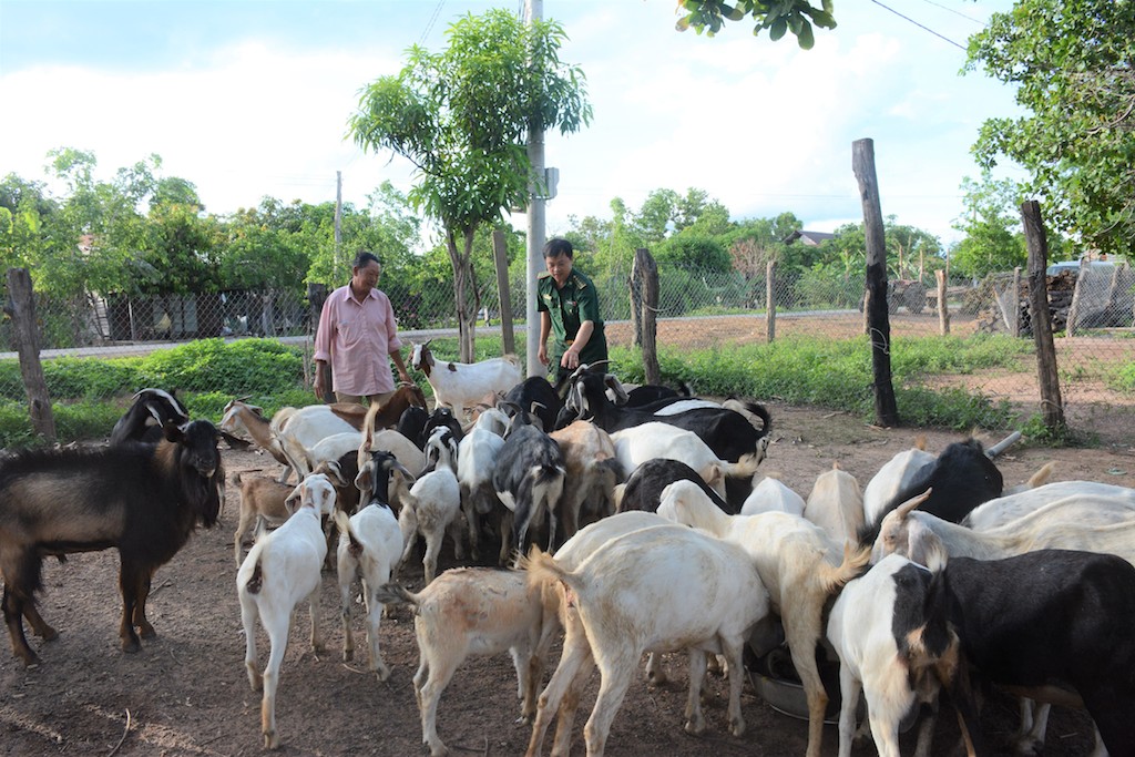 Chuyển sang nuôi dê giúp đồng bào dân tộc thiểu số ở vùng biên giới Lộc Ninh thoát nghèo.