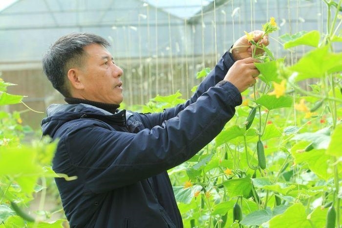 Khu vực nhà kính trồng dưa chuột của HTX Tân Tiến.