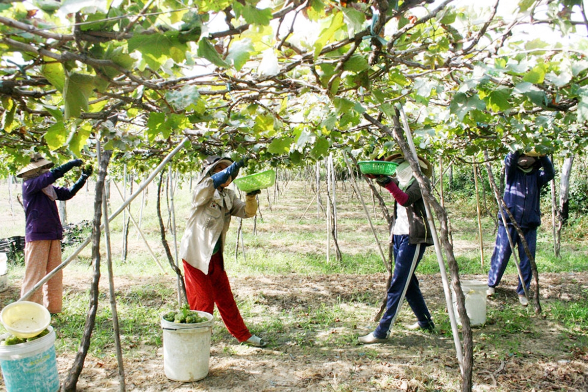 Các HTX ở Tam Giang sẽ tiếp tục đẩy mạnh đổi mới phương thức sản xuất để nâng cao hiệu quả (Ảnh TL).