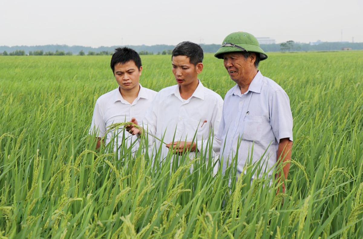Nếp cái hoa vàng trở thành thương hiệu nổi tiếng nhờ chất lượng, độ thơm ngon vượt trội (Ảnh TL).