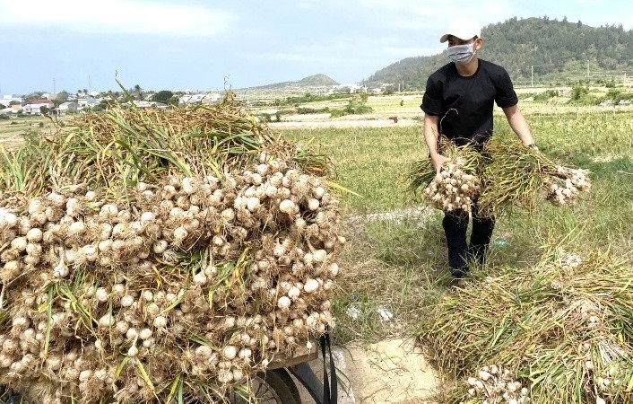 Việc hoàn thiện hệ thống tiêu chuẩn về cấp mã số vùng trồng sẽ giúp đầu ra cho cây gia vị rộng mở hơn.