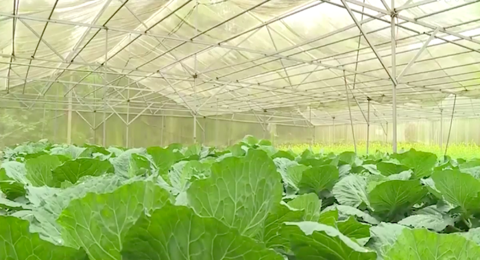 Đẩy mạnh ứng dụng KHCN trong sản xuất nông nghiệp.