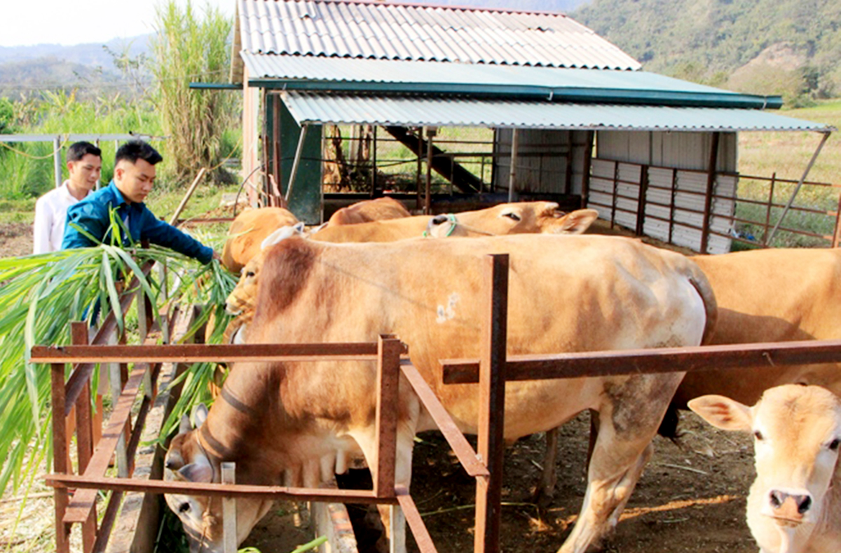 Chăn nuôi gia súc là một trong hai mũi nhọn sẽ được huyện đầu tư mạnh để thúc đẩy kinh tế địa phương.