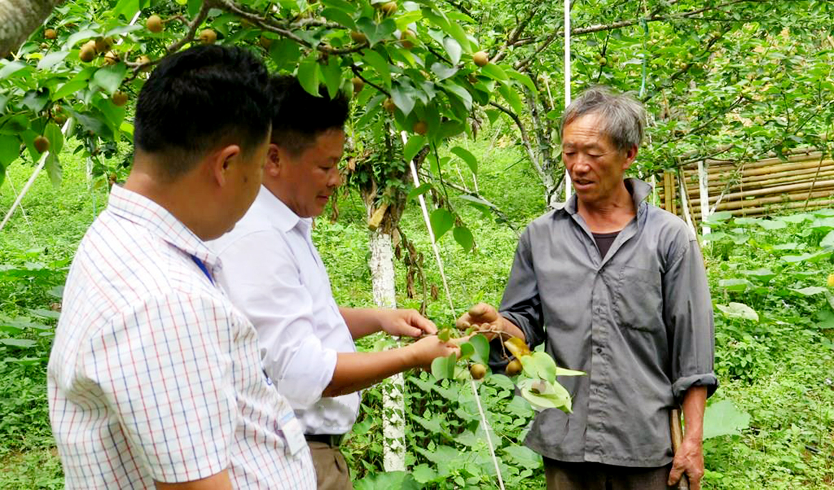Cùng với chăn nuôi đại gia súc, trồng cây ôn đới cũng là trọng điểm kinh tế huyện Si Ma Cai.