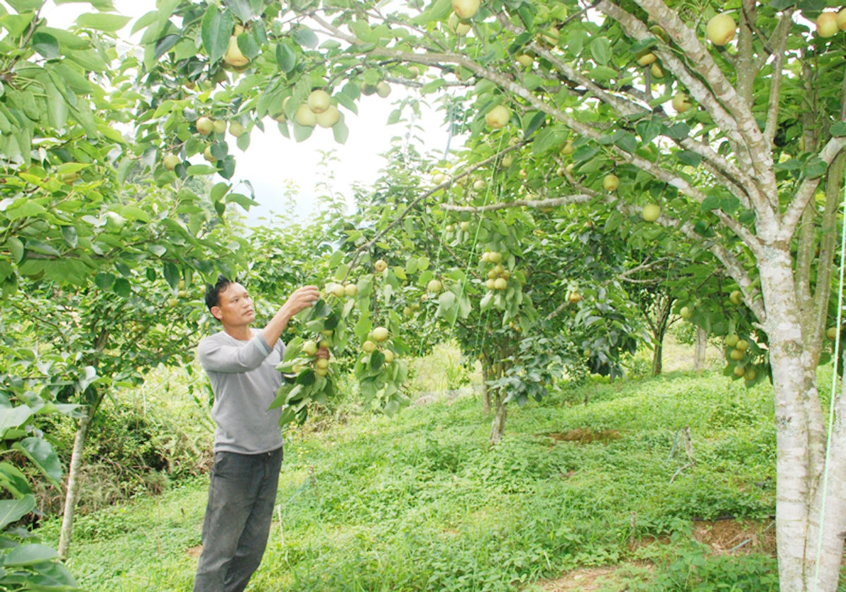 Các HTX, Tổ hợp tác ngày càng cho thấy vai trò quan trọng trong phát triển kinh tế ở Si Ma Cai.