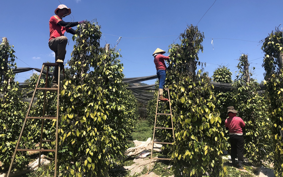 Giá tiêu ngày 25/5 tăng trung bình 500 - 1.000 đồng/kg so với hôm qua.