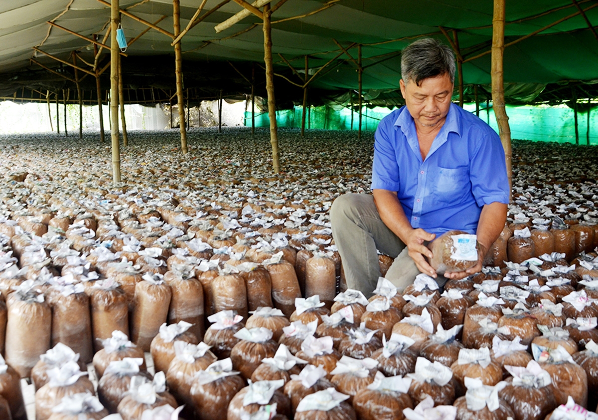 Huyện sẽ hỗ trợ để mở rộng quy mô, phát triển nghề trồng nấm theo hướng hàng hóa (Ảnh TL).