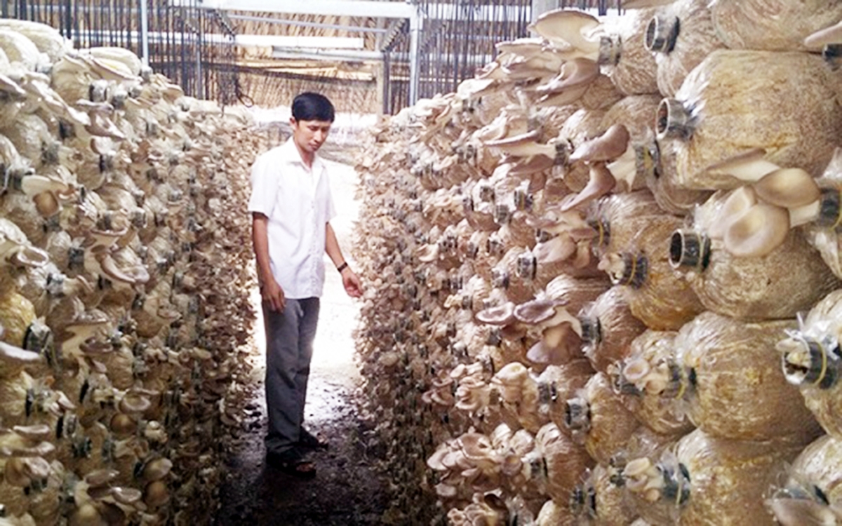 Nghề trồng nấm tạo sinh kế bền vững cho nhiều hộ dân huyện Châu Thành (Ảnh TL).
