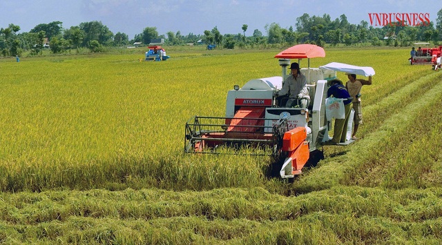 Thu hoạch lúa bằng máy trên cánh đồng sản xuất hàng hóa tại HTX Liệp Tuyết