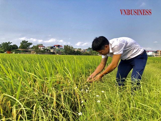 Ông Kiều Mạnh Hùng, Giám đốc HTX Liệp Tuyết kiểm tra chất lượng giống lúa Thiên ưu 8