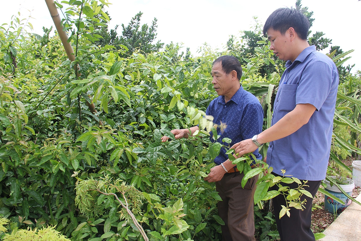 Các HTX trong vùng dân tộc tỉnh Bắc Giang rất cần chính sách hỗ trợ của Nhà nước để phát triển bền vững.