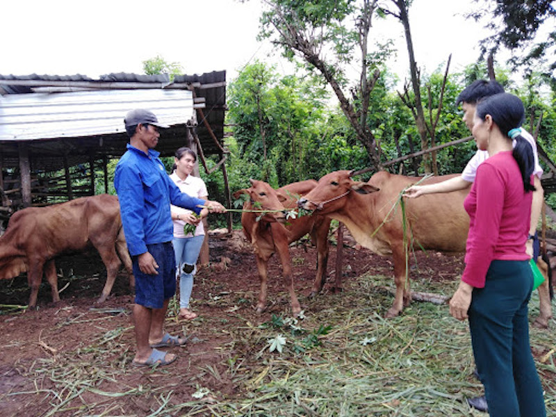 Đồng bào dân tộc thiểu số ở Lộc Ninh được hướng dẫn kỹ thuật chăn nuôi khi tham gia tổ hợp tác, HTX.