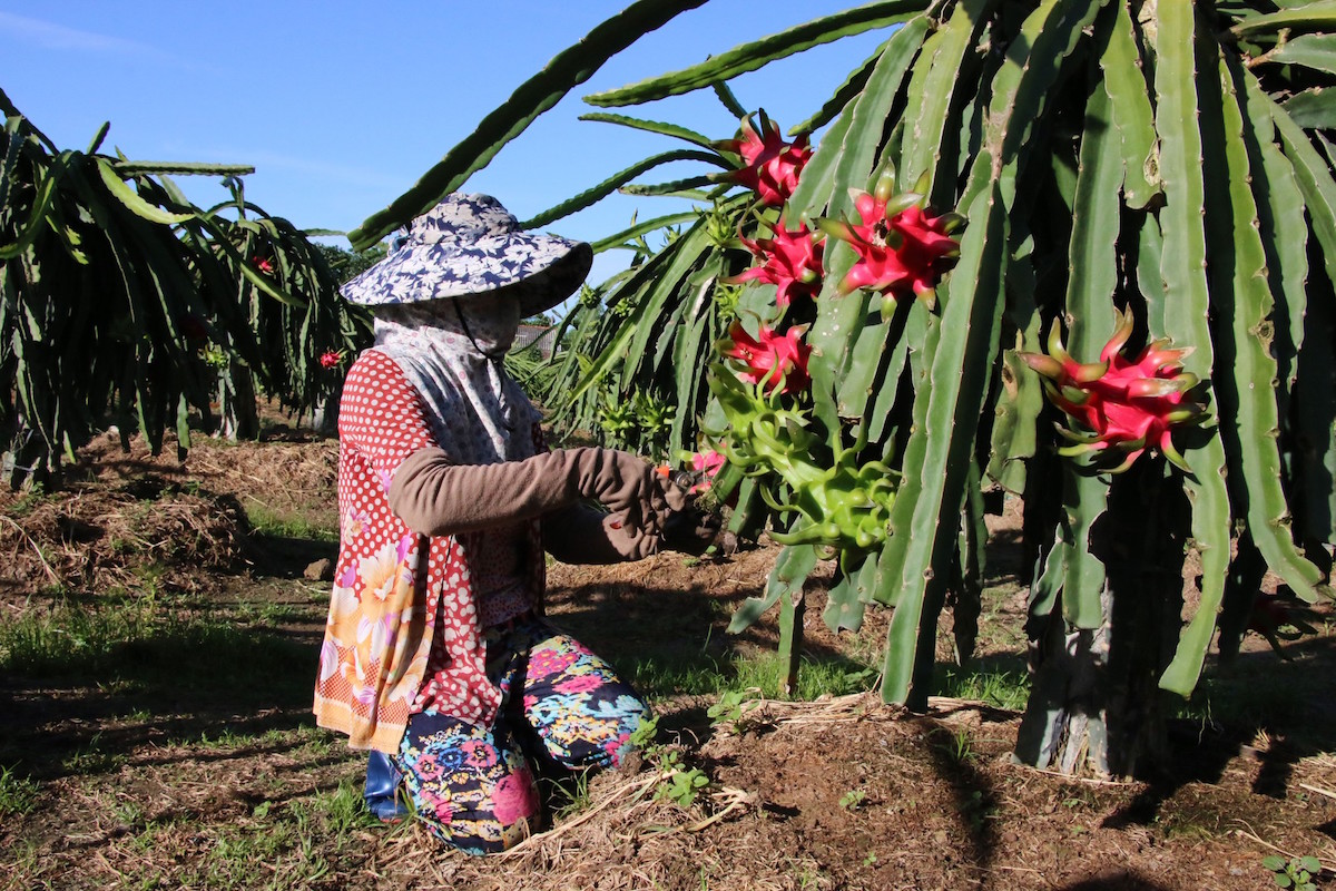 Bộ NN&PTNT kiến nghị Ngân hàng Nhà nước thiết kế chính sách hỗ trợ riêng cho các DN, HTX, nông dân.