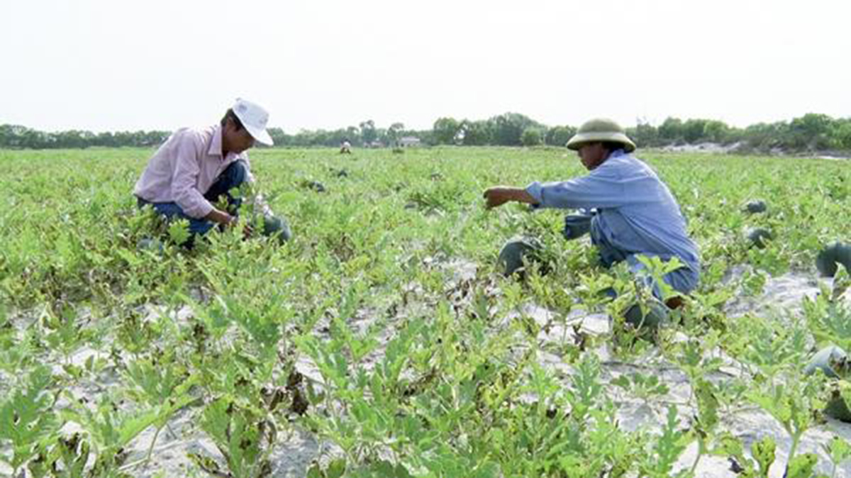 HTX đang là đầu tàu trong phát triển nông nghiệp theo hướng thân thiện môi trường ở Triệu Trạch (Ảnh TL).