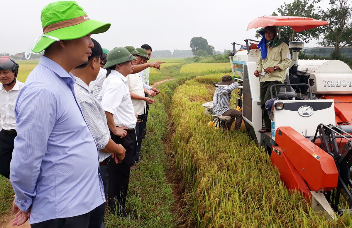 Xã sẽ tăng cường liên kết để hình thành các vùng trồng trọt quy mô lớn, hiệu quả cao (Ảnh TL).