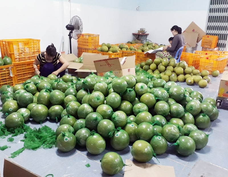 Thành viên HTX phân loại bưởi.