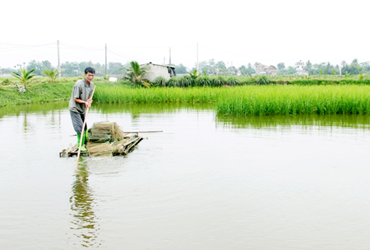 Mô hình cá - lúa cho giá trị cao, rất thích hợp cho các vùng đất trũng ở Thanh Hóa (Ảnh TL)
