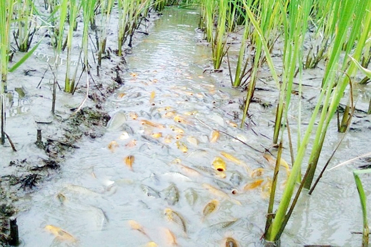 Mô hình cá - lúa sẽ được hỗ trợ phát triển theo hướng hàng hóa, thân thiện môi trường, nâng chất sản phẩm (Ảnh TL).
