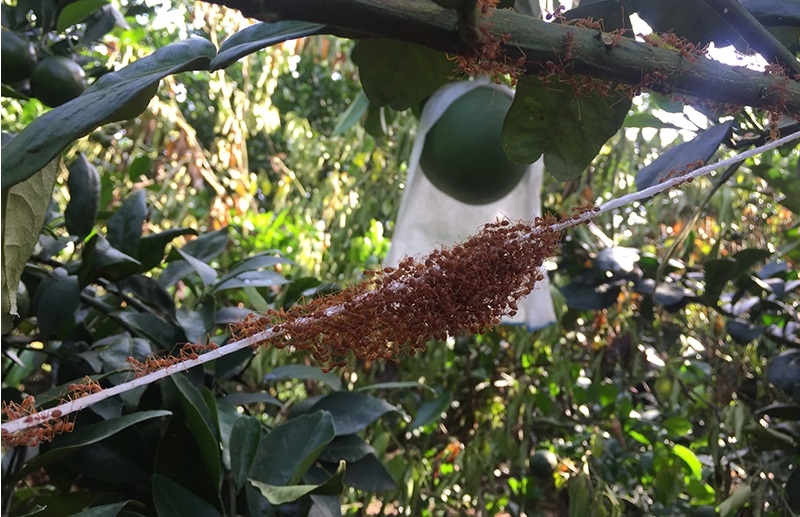 Nuôi kiến vàng trong vườn bưởi là biện pháp sinh học giúp hạn chế sâu bệnh.