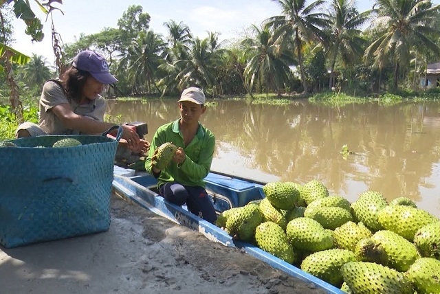 Để mở rộng đầu ra cho trái mãng cầu xiêm, phát triển hệ thống logistics là điều kiện quan trọng.