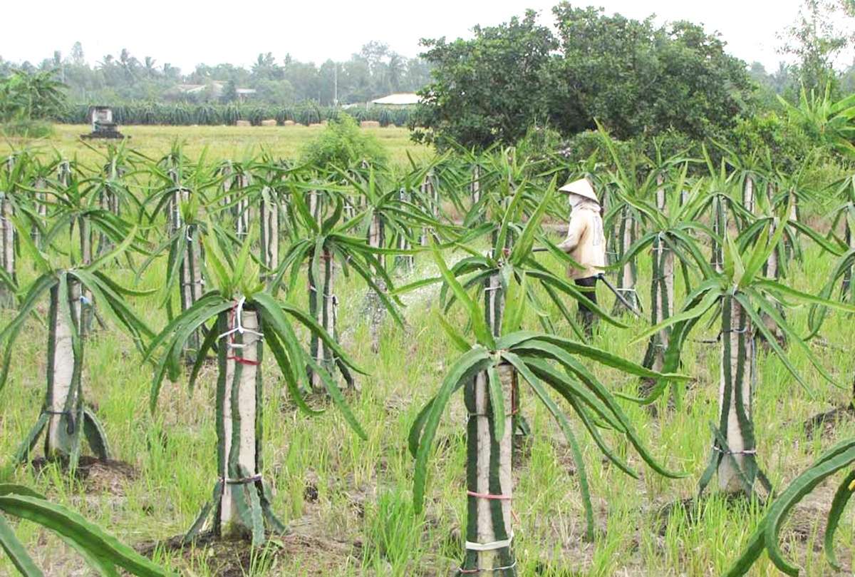 Bình Tịnh sẽ đẩy mạnh phát triển mô hình thanh long theo hướng công nghệ cao, hình thành chuỗi giá trị (Ảnh TL).