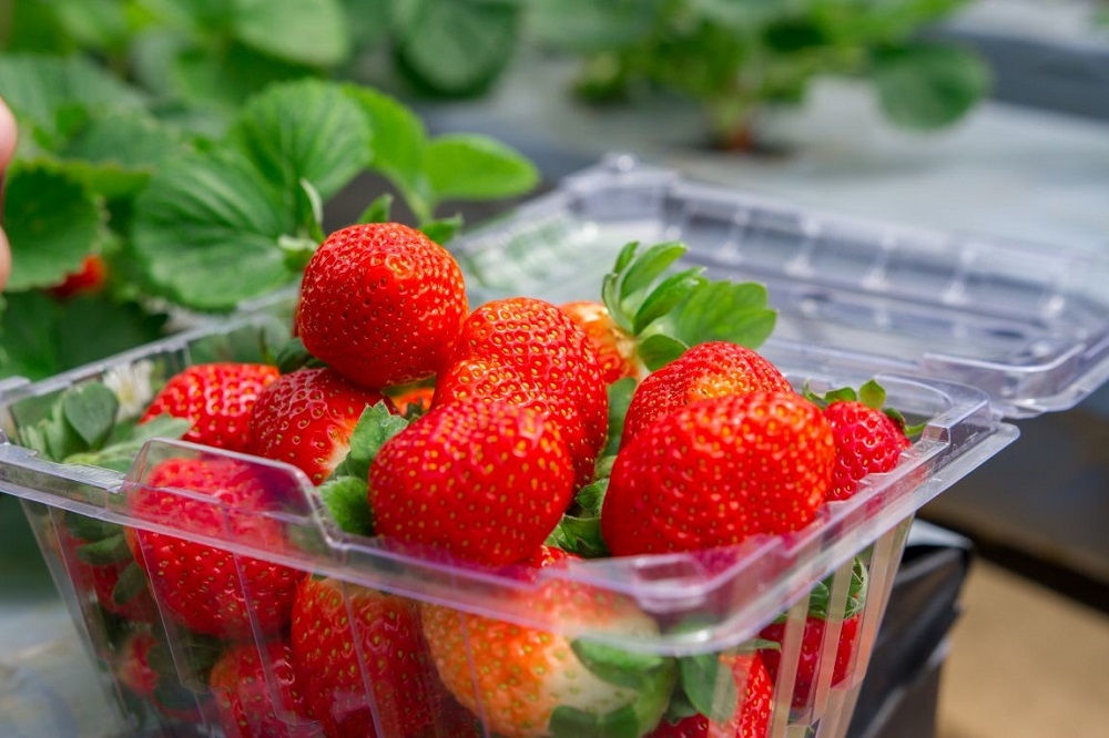 Dâu tây được sơ chế, đóng hộp trước khi xuất ra thị trường.