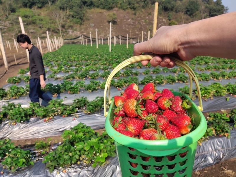 Áp dụng quy trình canh tác tiên tiến giúp nâng cao chất lượng quả dâu tây.