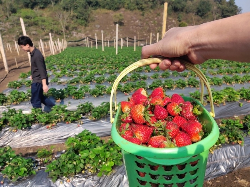 Áp dụng quy trình canh tác tiên tiến giúp nâng cao chất lượng quả dâu tây.