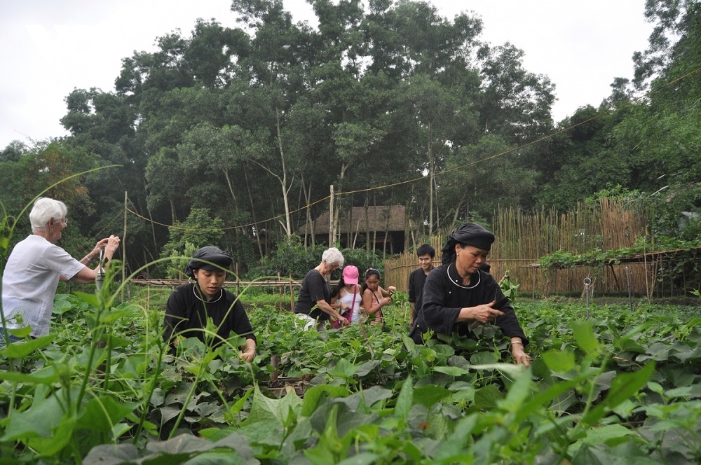 HTX nông sản sạch xã Phượng Tiến đang thu hút các hộ đồng bào dân tộc Tày tham gia sản xuất.