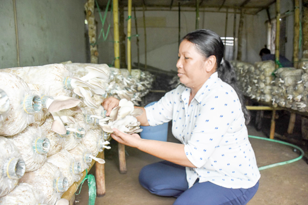 Sản xuất sạch, thân thiện môi trường giúp các hộ thích ứng hạn mặn, nâng cao thu nhập (Ảnh TL).