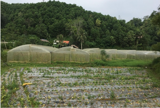 Khu vực nhà màng của HTX.