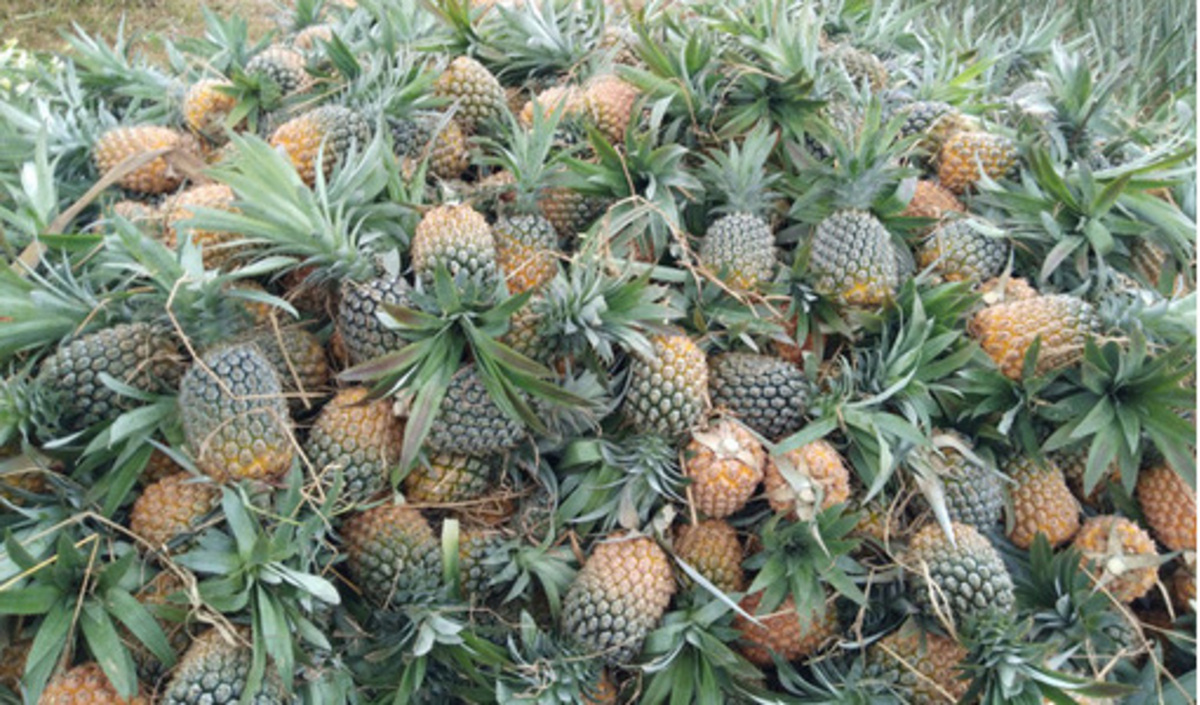 Dứa Lục Nam (Bắc Giang) vẫn đang tiêu thụ chậm, giá trung bình 6.500 đồng/kg.