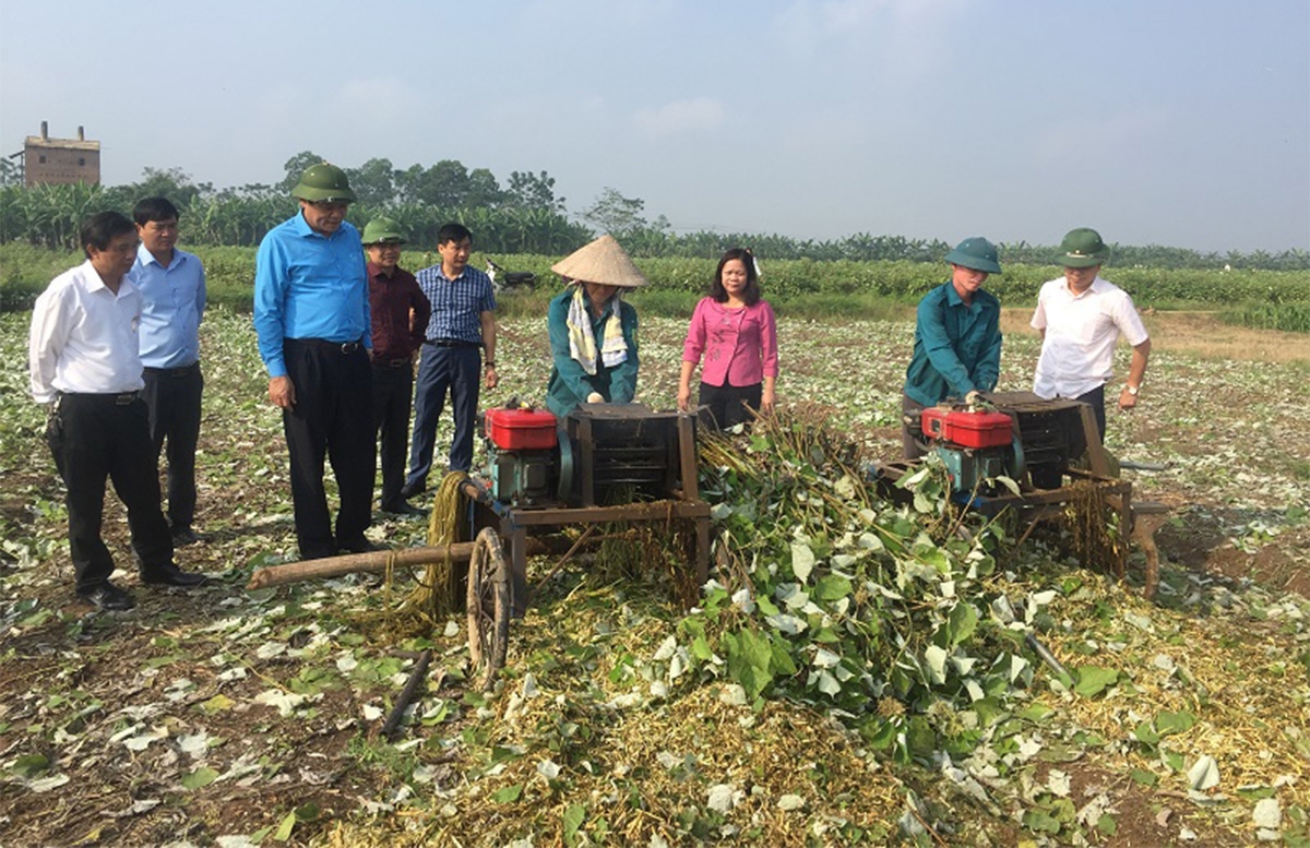 Nhờ sự hỗ trợ của các cấp chính quyền và Liên minh HTX tỉnh Phú Thọ, nhiều HTX do thanh niên làm chủ trong vùng DTTS đã có cơ hội phát triển, tạo việc làm cho người lao động địa phương.