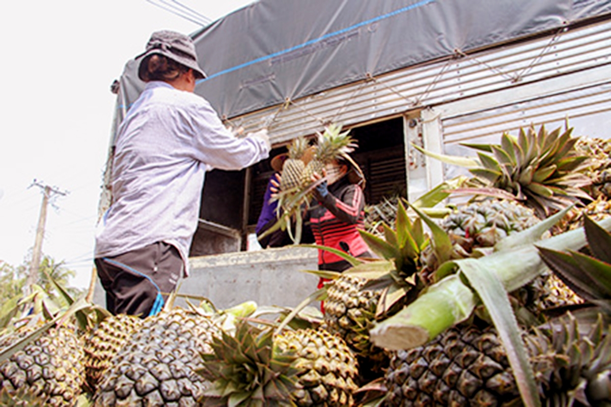 Nhiều nông dân ở Vị Thanh đang tích cực chuyển đổi sang trồng dứa VietGAP cho giá trị cao (Ảnh TL).