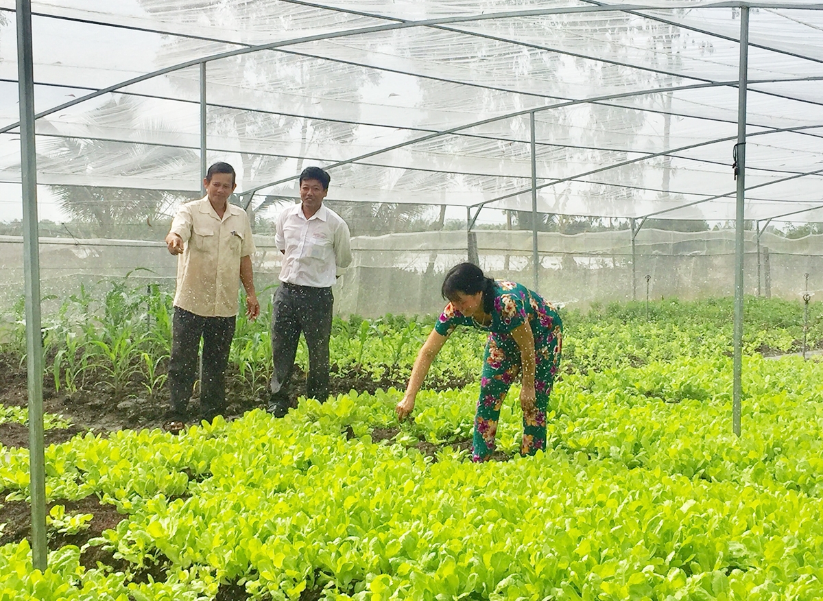 Vị Thanh sẽ tiếp tục nâng cao chất lượng sản xuất nông nghiệp theo hướng hiện đại (Ảnh TL).