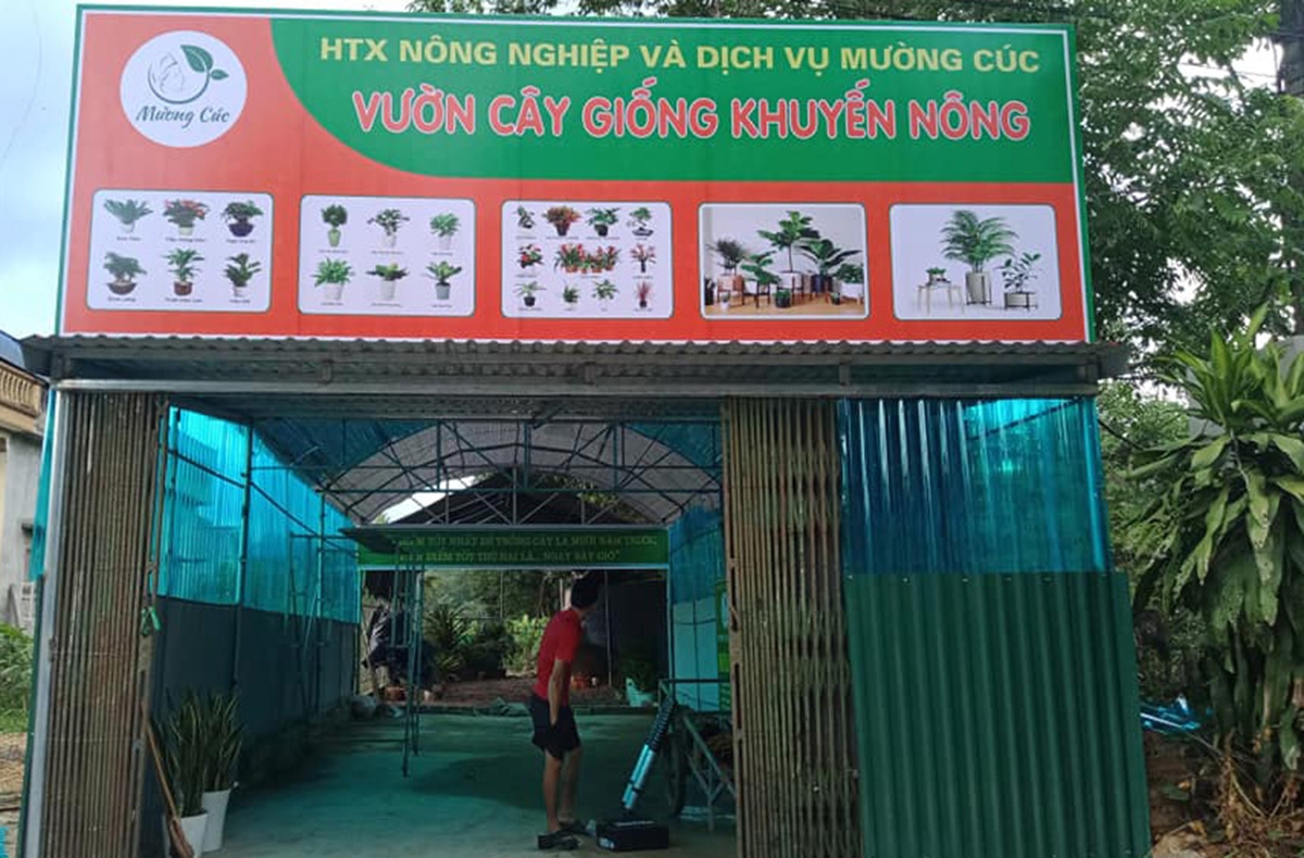 Vườn cây giống của HTX Mường Cúc.