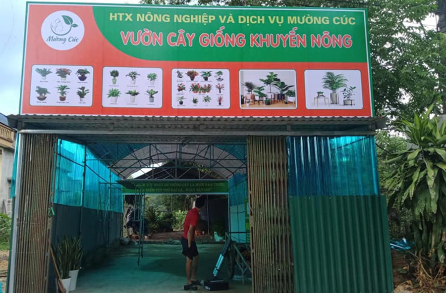 Vườn cây giống của HTX Mường Cúc.