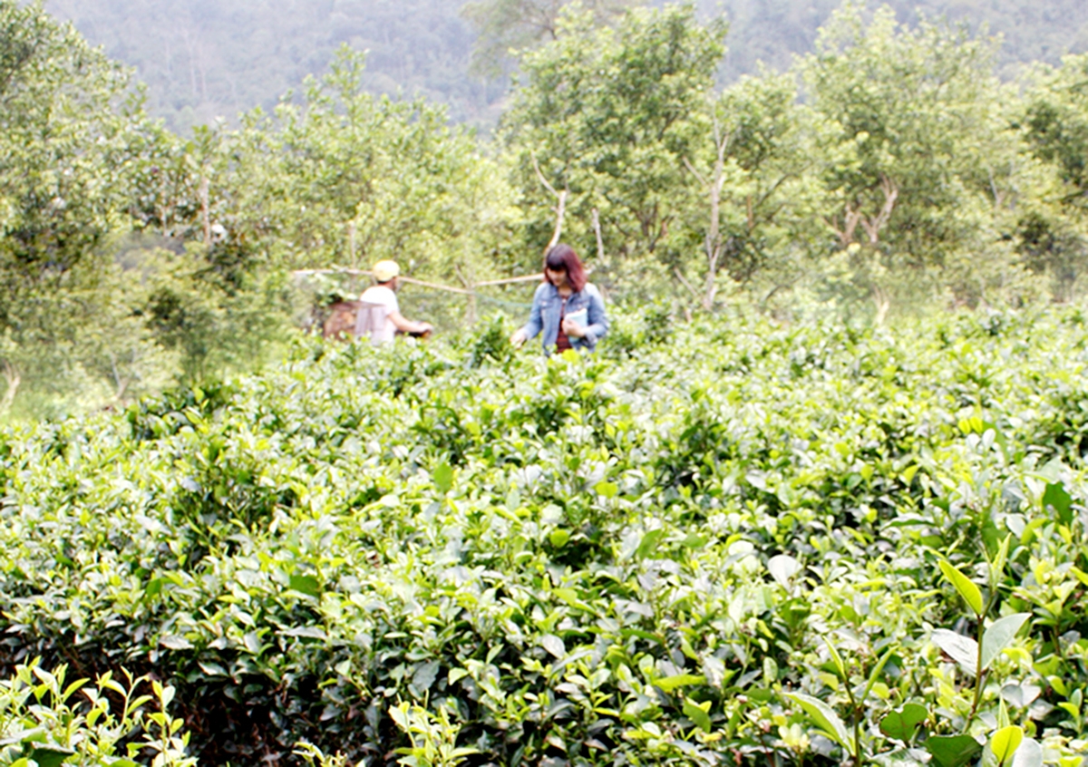 Như Cố đang đẩy mạnh khoa học - công nghệ vào sản xuất chè VietGAP (Ảnh TL).